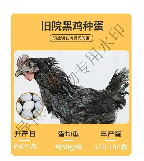 采缇(caiti)万源旧院黑鸡种蛋受精蛋可孵化乌鸡苗五黑乌骨鸡受精种蛋