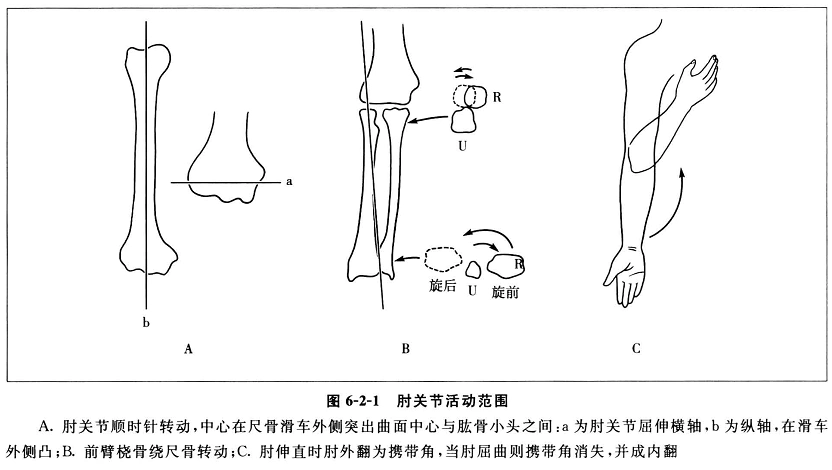 肘关节运动的生物力学