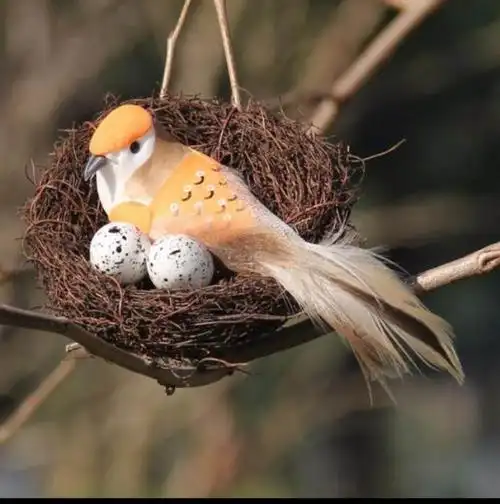 小六班主题教学——《动物的家》