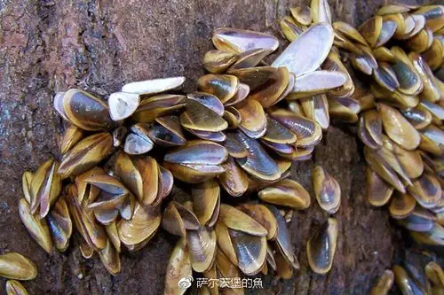 它们都属于贻贝科(mytilidae),这个科的物种适应性极强,分布很广,从潮