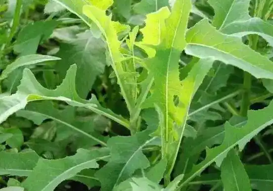 这些野菜有毒不要随便吃严重可致命