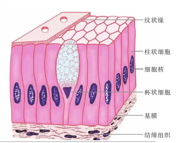 (图) 单层柱状上皮-人体解剖组织学-医学