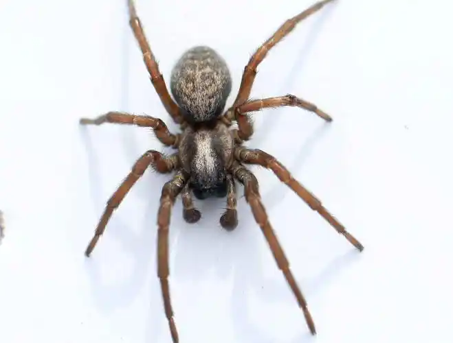 【蜘蛛的体型摄影图片】青海玛沁县地区纪实摄影_太平洋电脑网摄影