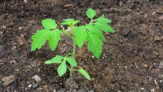 番茄幼苗图片
