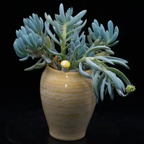 地方可去,躲在家里拍拍花,不失为一种消遣,送上一组自家养的多肉植物