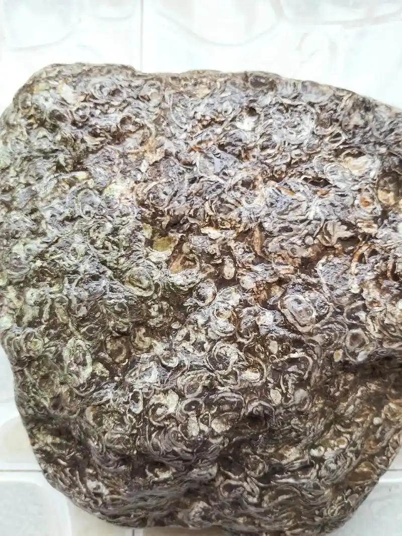 贝壳化石#以石会友 #美石分享 #见者好运 #祝愿刷到视频的 - 抖音