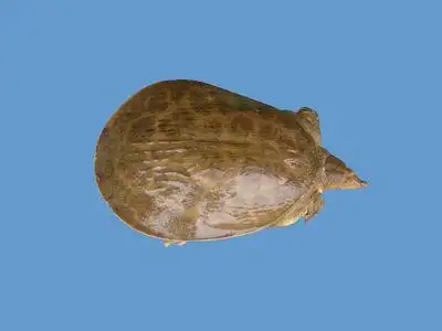 珍珠鳖品种介绍及图片大全珍珠鳖多少钱一斤