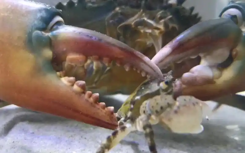 活动作品榄绿青蟹捕食肉球近方蟹