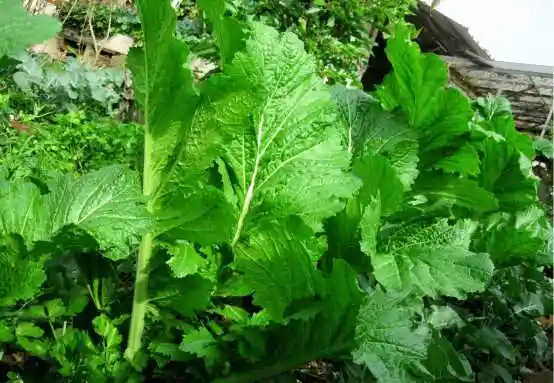 小叶芥菜的图片大全