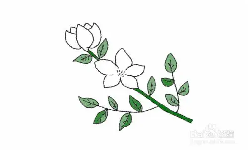 茉莉花怎么画