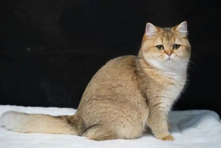 预备种母11色金渐层入职照年年