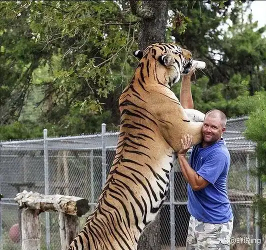 把20头藏獒空降到1头东北虎领地藏獒王者降临还是被团灭