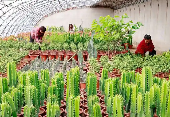 济南市养花大棚_济南温室大棚材料