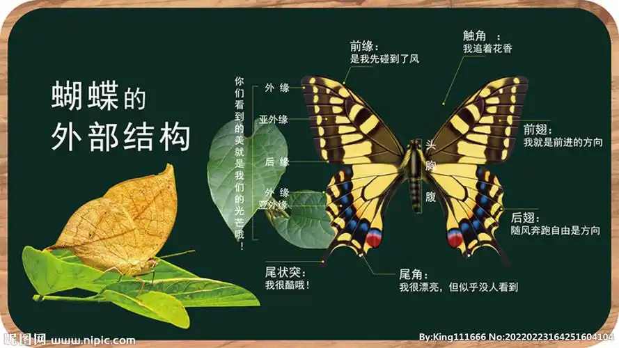 蝴蝶外部结构解说牌图片