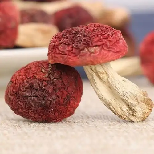 云南特产野生菌大红菇红椎菌无泥土干货月子菇滋补红菇干货红菌 人工