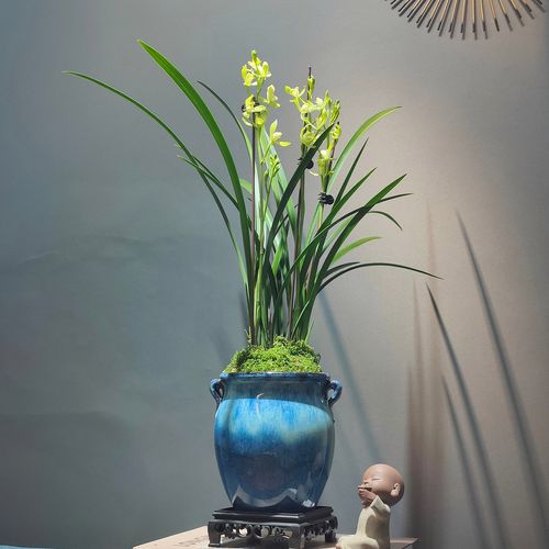 【宠粉福利】带花苞 建兰名品:观音素 浓香型 好养易活 勤花勤芽