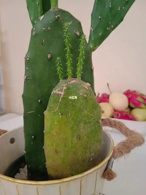 仙人掌生病了怎么治