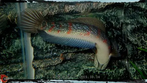 红斑月鳢(三)——高清多图,手机4g慎入.
