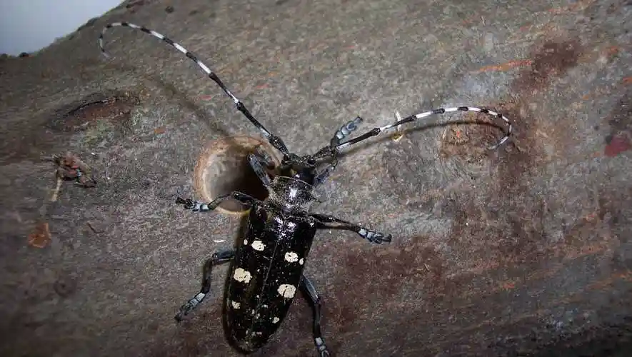 被天牛咬伤了怎么办)-我的快乐小窝