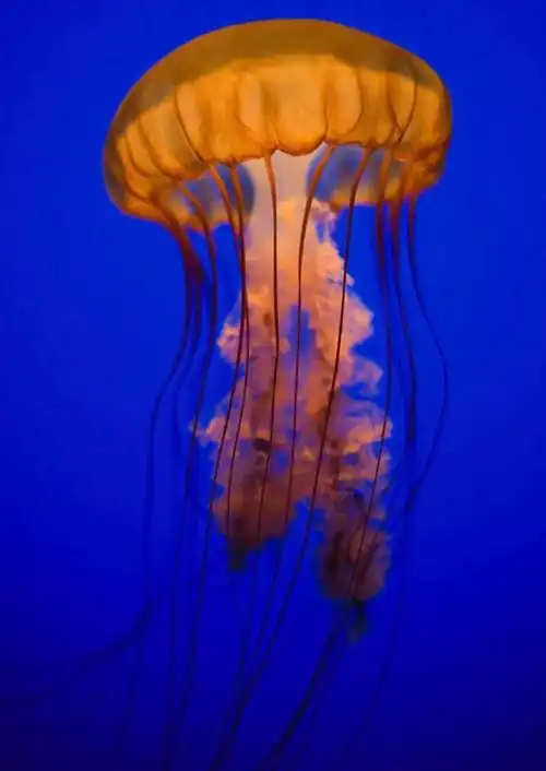 物种世界上最毒的六种水母