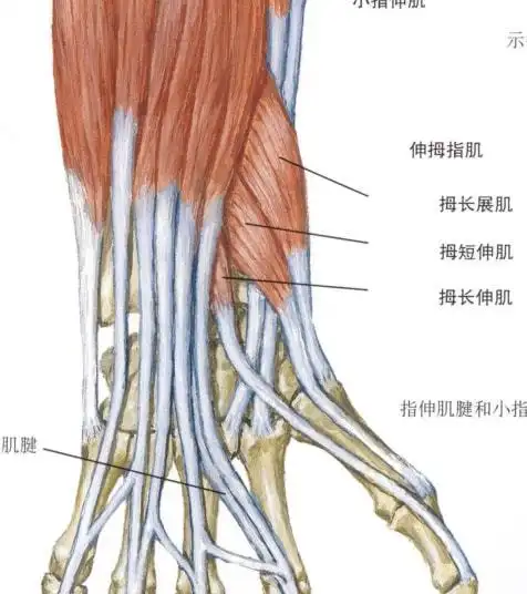 干货| 上肢肌肉触诊图集|肱二头肌|肱桡肌|肌腱|屈肌|伸肌_网易订阅
