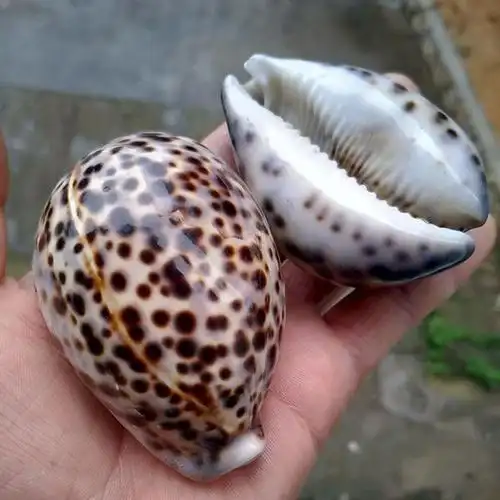 海螺能不能吃?为什么?