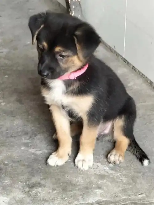 洗了澡可你们看我开心吗我只有一点点忧愁啦更新了小黑豆一个月后照片