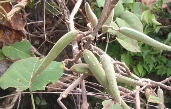 乌骨藤,中药名.为番荔枝科攀援灌木植物白叶瓜馥木的根.