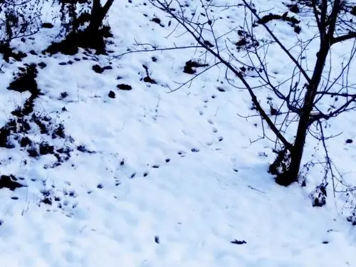 松鼠的小脚印,真可爱!