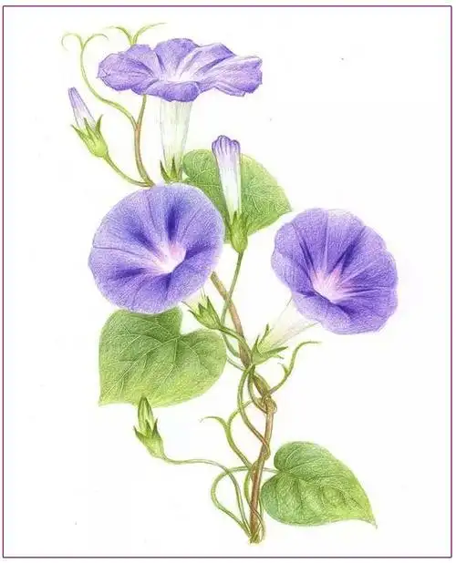 绘画教程|彩铅画牵牛花