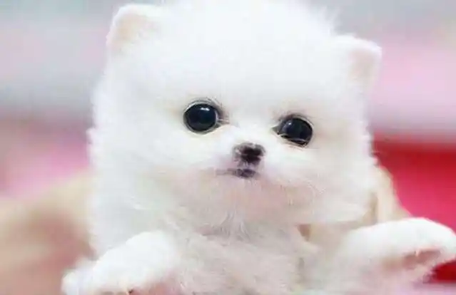 小型宠物狗品种价格大全_小型宠物狗品种价格大全图片