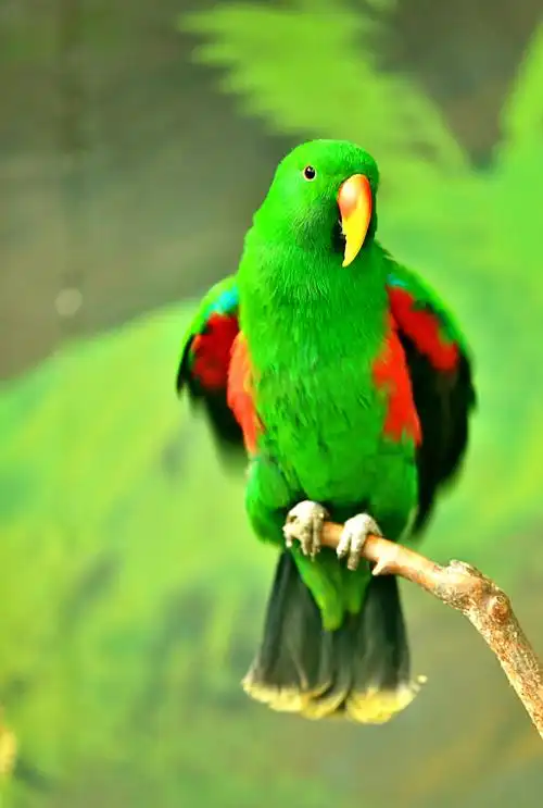 红胁绿鹦哥