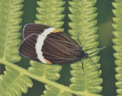 【分布】云南;印度,缅甸,越南.黄点带锦斑蛾陈尽摄.