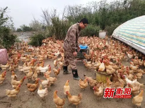 信息化助农衡阳县界牌镇1万多只湘黄鸡求带走