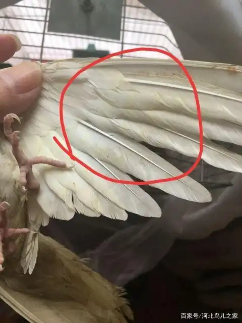 其实玄凤很容易分辨公母,只要细心观察,就会知道的!