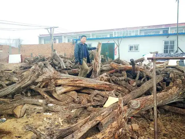 男子收树根5毛钱一斤,6年后买百万别墅