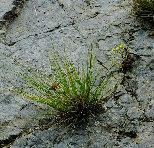 是禾本科,针茅属多年生密丛 a href="#" data-lemmaid="541696">草本