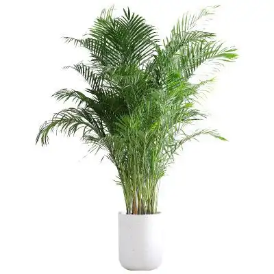 芳然散尾葵盆栽大型北欧绿植室内客厅办公室吸甲醛网红植物凤尾竹