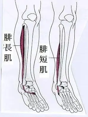 关节|胫骨|腓骨|跟骨_网易订阅