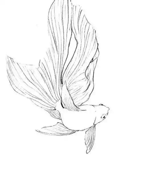 素材 | 一组金鱼线描