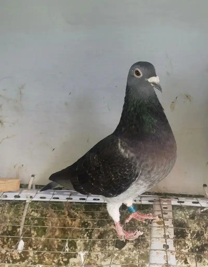 精品紫罗兰杨阿腾母鸽.精品紫罗兰杨阿腾母鸽 黑皮母鸽 站姿秀 - 抖音