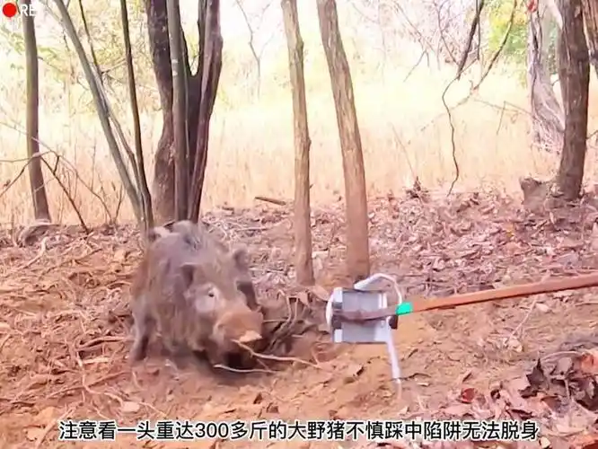 国外猎人使用绳套陷阱将贪吃的野猪打包带走