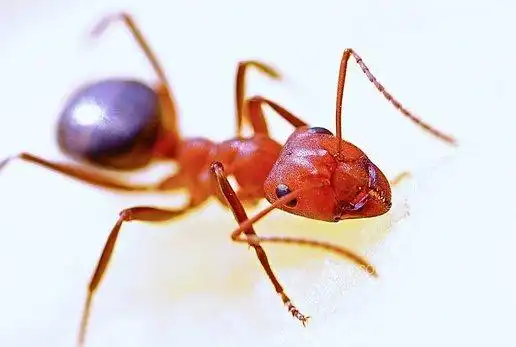 蚂蚁, 宏, 昆虫, 红色, 自然, 天线, 动物(ant, macro, insect, red