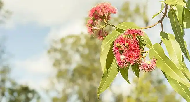 澳大利亚,红色,桉树,花
