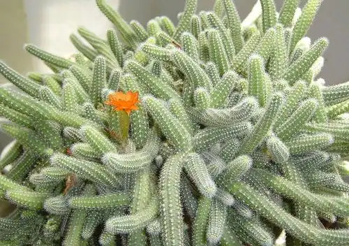 仙人指:犹如仙女下凡,品味健康,舒适人生