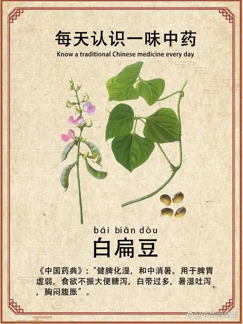 1,别名:藊豆,白藊豆,南扁豆,沿篱豆,蛾眉豆,羊眼豆,凉衍豆,白藊豆子