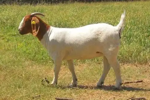 想让母羊繁殖得更好,这些也要做到!