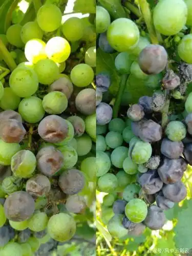 葡萄溃疡病怎么回事
