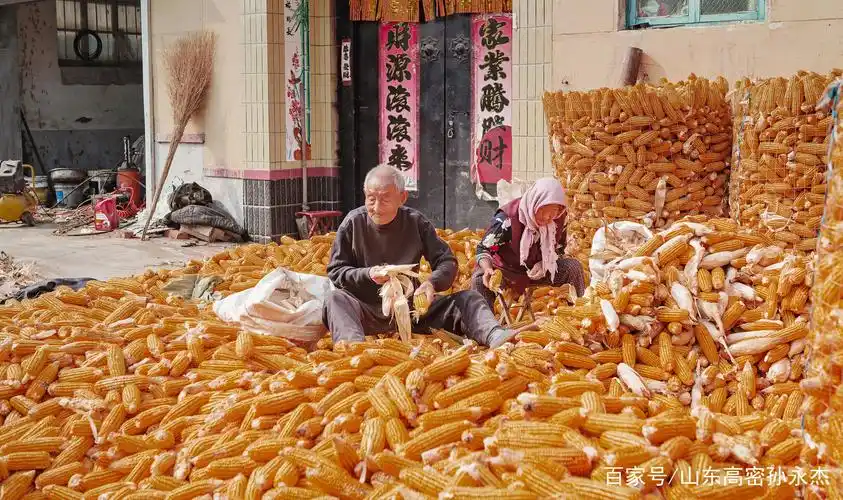 「生活纪实」玉米丰收时 农民晒粮忙