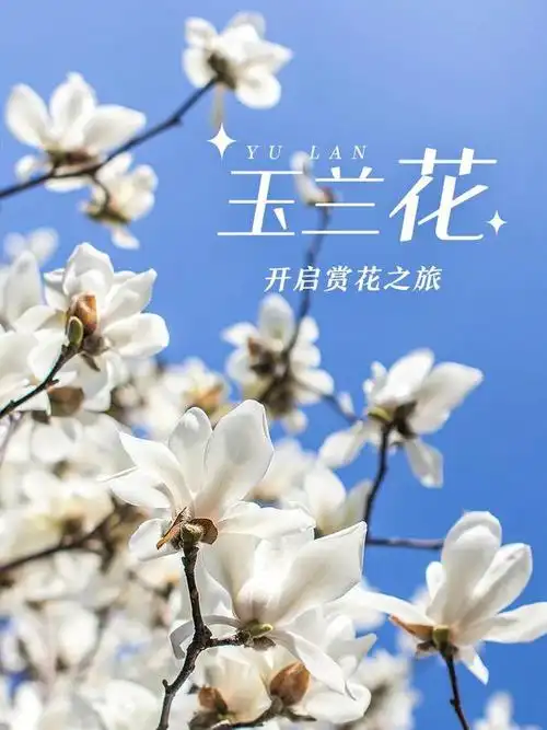 京城三月里最撩人的玉兰观赏地|花朵|窗花|花语|玉兰花_网易订阅